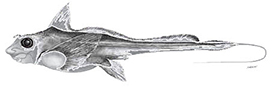 Hydrolagus mirabilis_clave